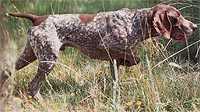 OLE V HEGE HAUS | German Shorthaired Pointer 