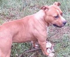 Inca Perle di Zara | American Staffordshire Terrier 