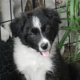 Jesse of Firestorm | Border Collie 