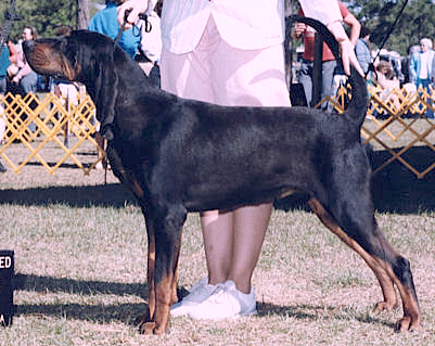 Traverse Hill Flashdance | Black and Tan Coonhound 