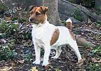 Malung/JR Mini Haha | Jack Russell Terrier 