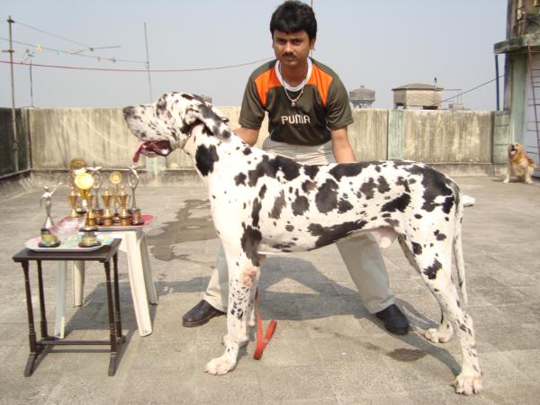 Jarnas Zidane | Great Dane 
