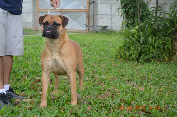 Olinda Del MCD | Bullmastiff 