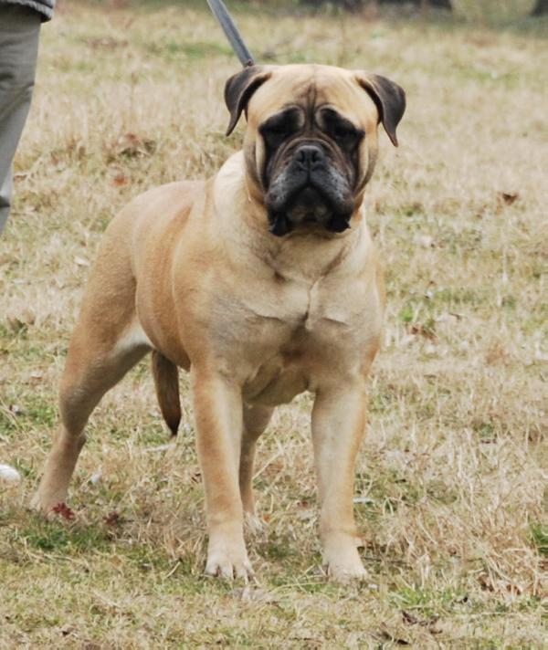 Bella | Bullmastiff 