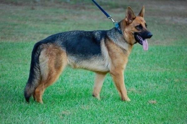 Naomi von kight haus | German Shepherd Dog 