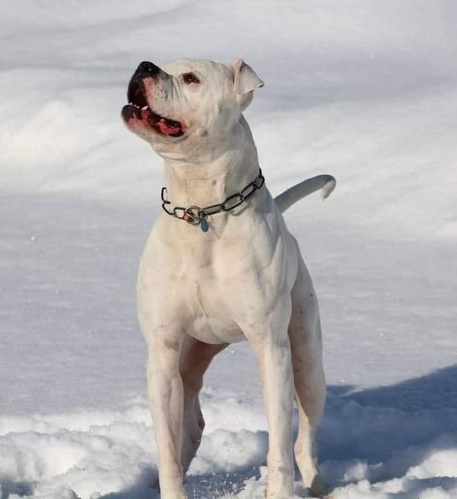 FaithFullBull's Billy the kid aka Kid of Bullyrascalz | American Bulldog 