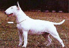 Actions Hot Item | Bull Terrier 