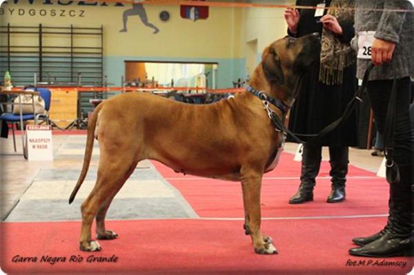 Garra Negra Rio Grande | Fila Brasileiro 