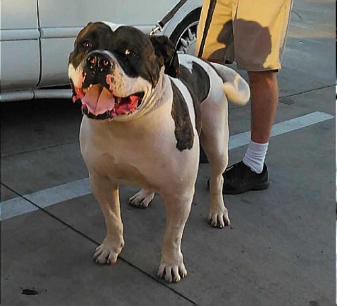 Nihart's Chance | American Bulldog 