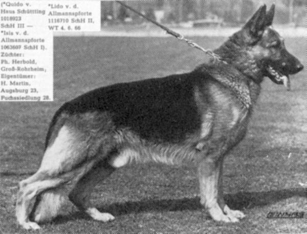 Lido von der Allmannspforte | German Shepherd Dog 