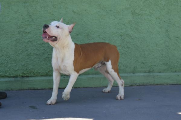 Spike da Terra de Santa Cruz | American Staffordshire Terrier 