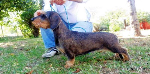 DEAR OLGA OF JEJINIC HOUSE, JR 71330/09 Jod | Dachshund 