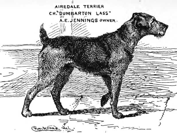 Dumbarton Lass (A.E. Jenning's) | Airedale Terrier 