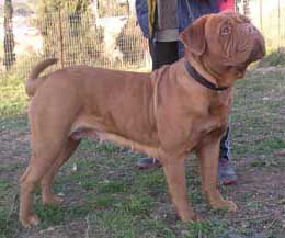 Kore de Tatouage | Dogue de Bordeaux 