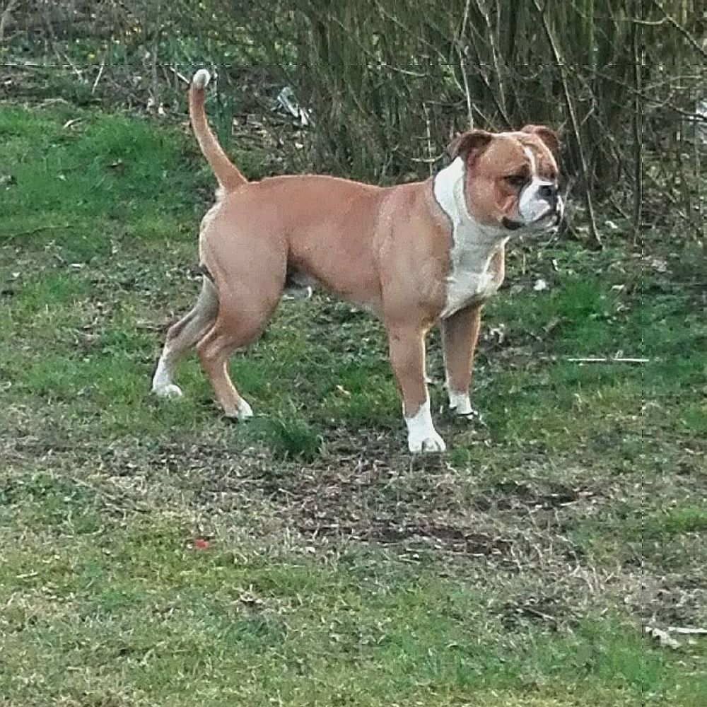 Vestergaards' Max | Olde English Bulldogge 