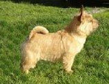 Caterpillar vom Rittersee | Norwich Terrier 