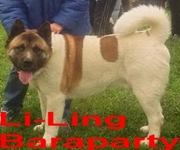 Li-ling Baraparti | Akita 