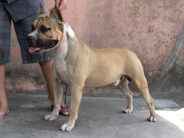 Mallabrigo &amp; Casubra Gold Point | American Staffordshire Terrier 