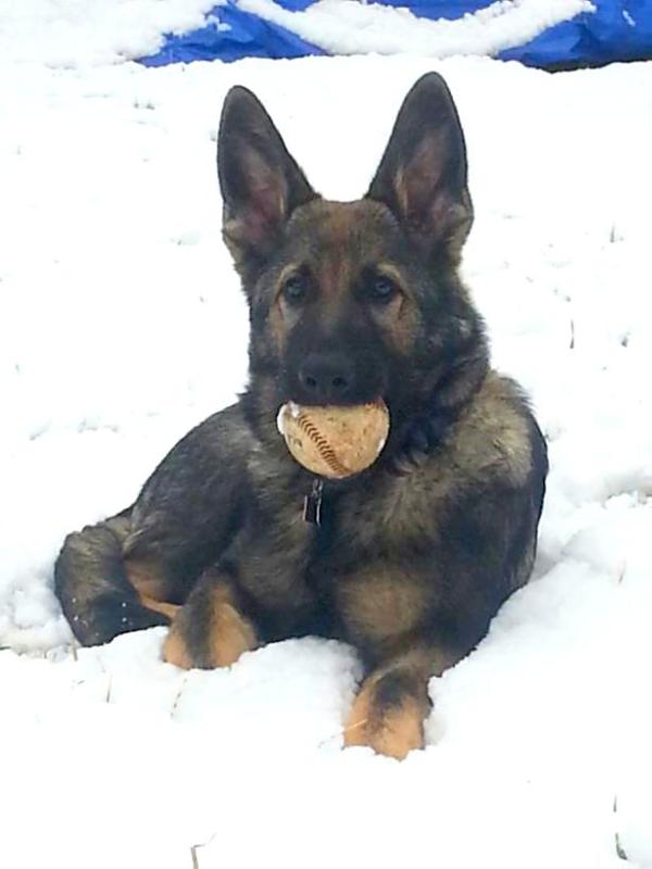 Colt vom Heinolf | German Shepherd Dog 