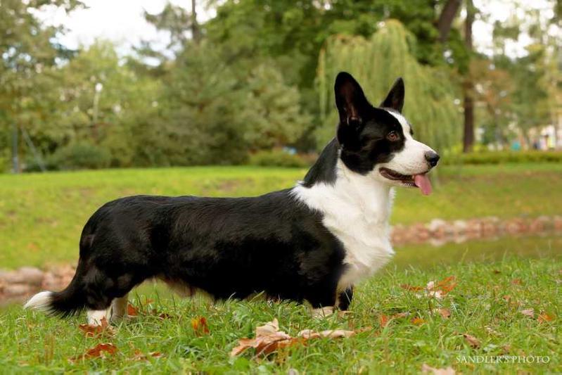 Von Schwartz Neil Diamond at Yanshtuk | Cardigan Welsh Corgi 