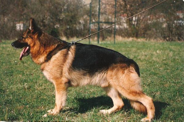 Pütz vom Trienzbachtal | German Shepherd Dog 