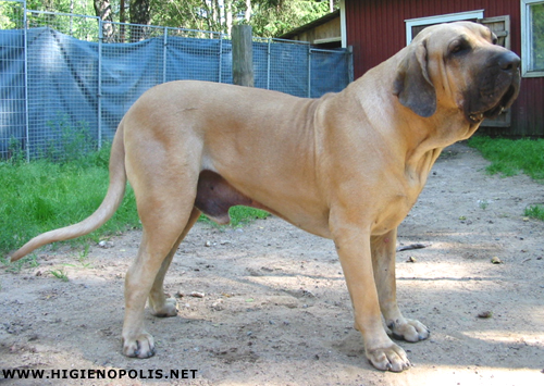 Erussu Do Caramona | Fila Brasileiro 