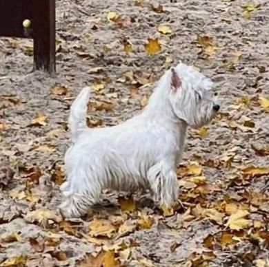 Talisman For You Of Irsimos | West Highland White Terrier 