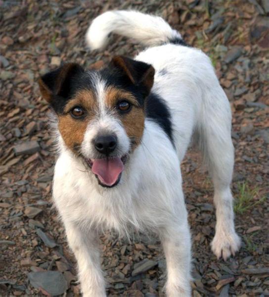 BAIRES BODNAR | Jack Russell Terrier 