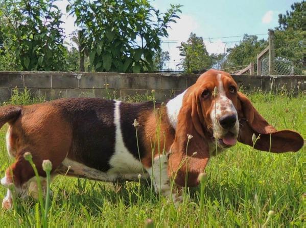 Janzen's Ethel Mae | Basset Hound 