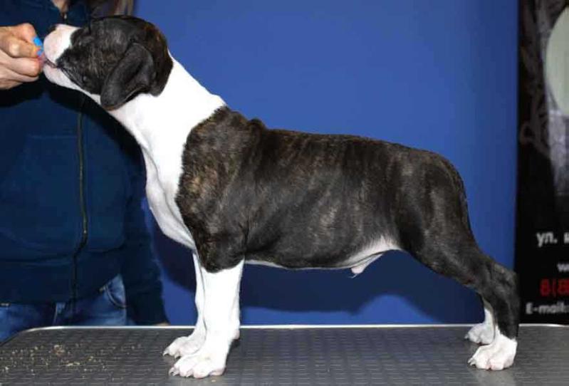 DUAL TIME CELLINI | American Staffordshire Terrier 
