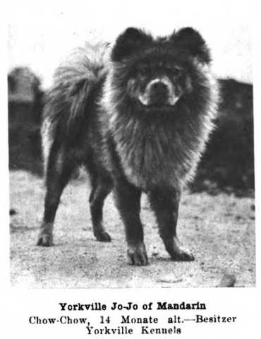 Yorkville Jo-Jo of Manderin (~1922) | Chow Chow 