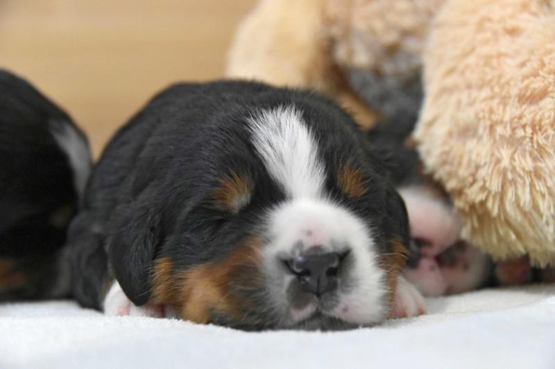 Chiara z Mazurskiej Zagrody | Bernese Mountain Dog 