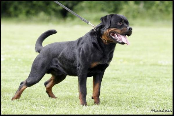 Aramis vom alten Troll | Rottweiler 