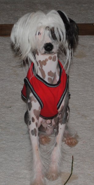 Rascal jefe jerome | Chinese Crested 