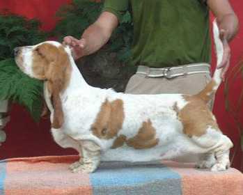 Park Melody Aurora Boreal | Basset Hound 