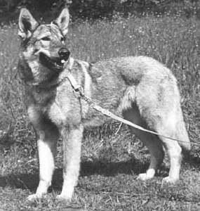 Luna z Pohranicní stráže (F4) | Czechoslovakian Wolfdog 