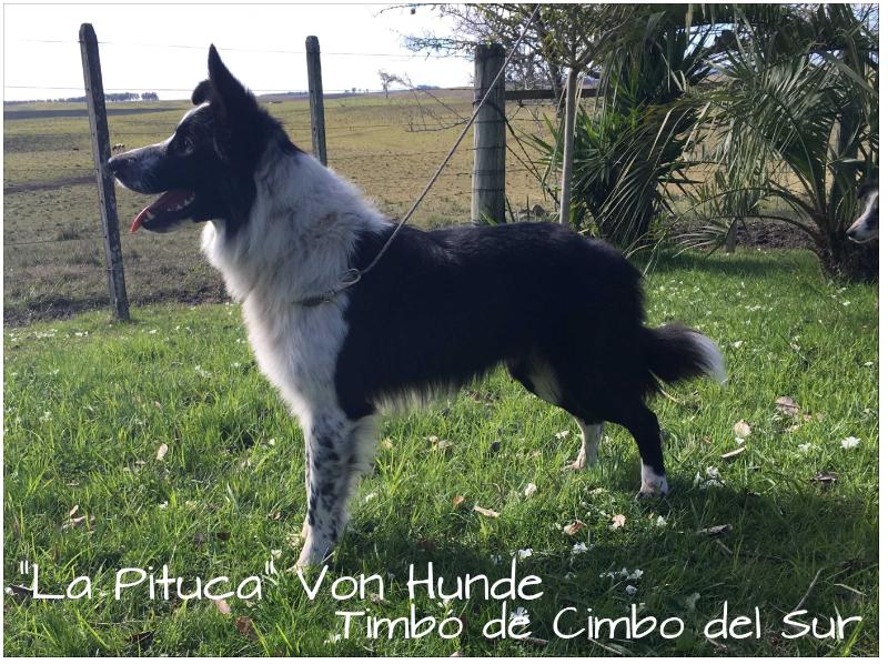 B'TIMBO DE CIMBO DEL SUR | Border Collie 