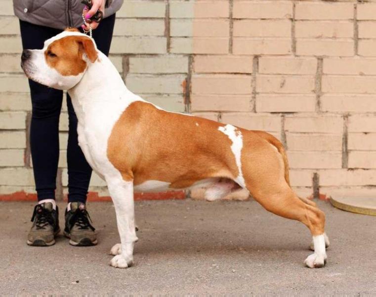 Faiter Zodiak Outling Forts Boy | American Staffordshire Terrier 