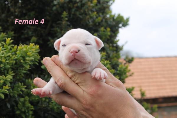 Naughty By Nature of Valley Keeper | American Staffordshire Terrier 