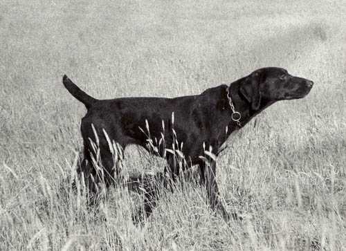 Ammertals Kitt v Shinback | German Shorthaired Pointer 