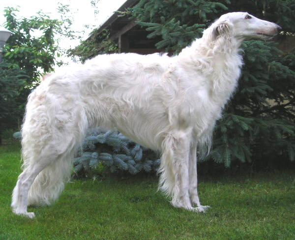 Borscana Rag Doll | Borzoi 