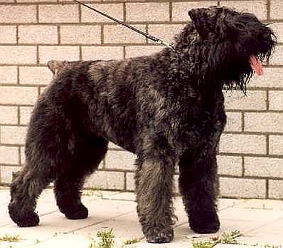 Roxette-Leon v. Hogenbirk | Bouvier des Flandres 