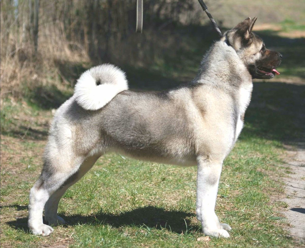 JENNY HEART Alterdog | Akita 