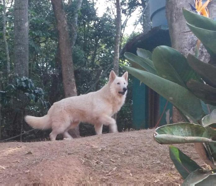 Swiss Edition Always in Love | White Swiss Shepherd Dog 