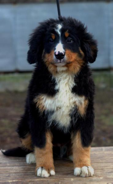 Dorina Starzhy | Bernese Mountain Dog 