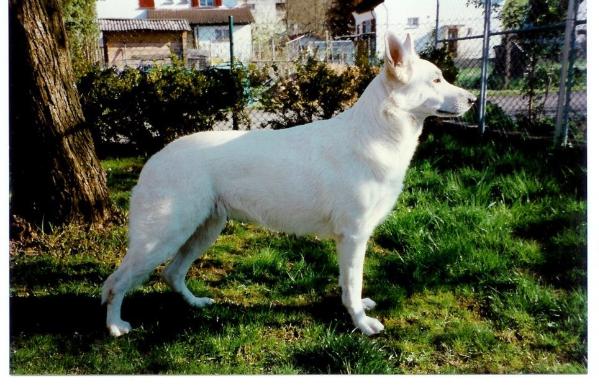 Lisa-Dominica of white Mountain Austria | White Swiss Shepherd Dog 