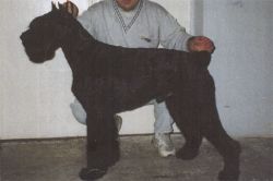 Adrian Graf Kaliostro Tagry Wood | Giant Schnauzer 