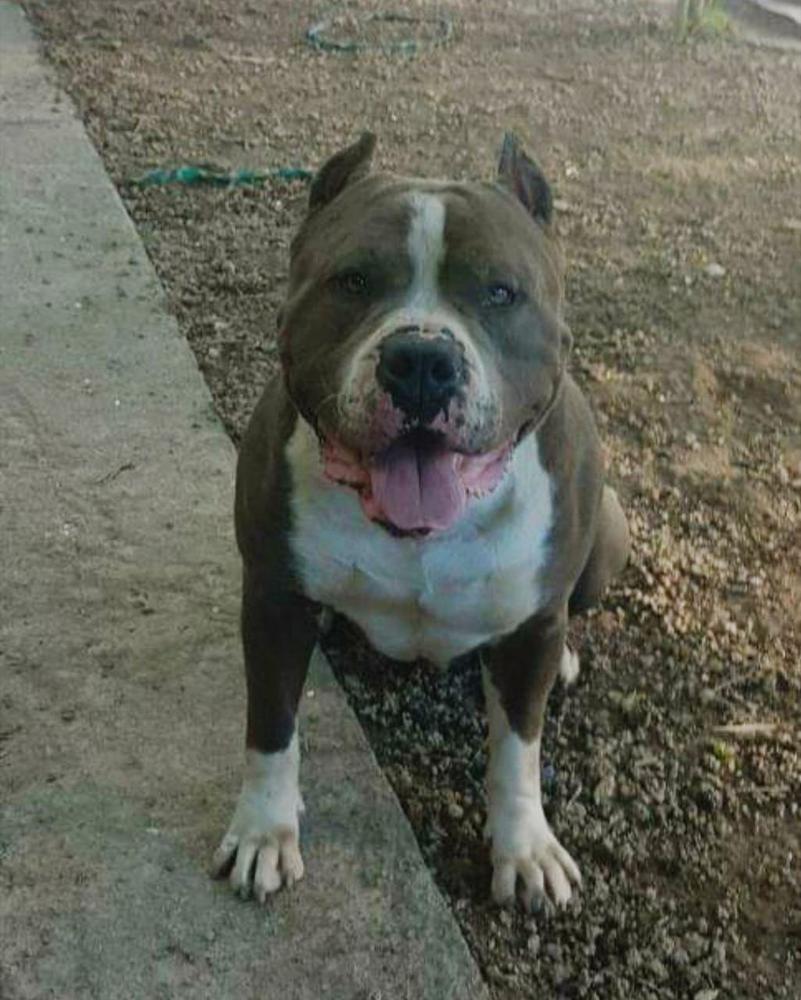 Mi-Sem | American Staffordshire Terrier 