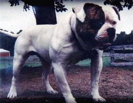 Kennedy's Damien of MGK(AB) | Olde English Bulldogge 