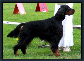 Kingpoint Even So | Gordon Setter 